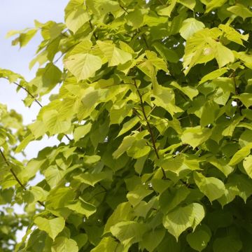 Tilia × europaea 'Wratislaviensis'
