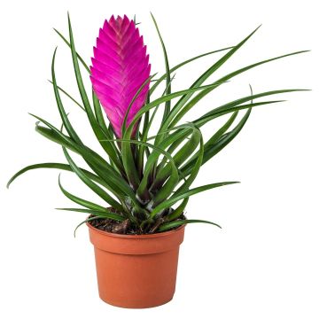 SPECIAL DEAL - Exotic Looking Bromelia - Tillandsia cyanea 'Anita' Plant