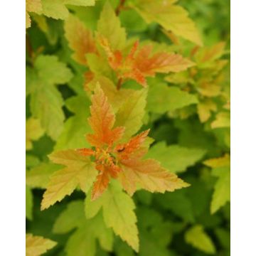 Physocarpus Tiny Wine Gold