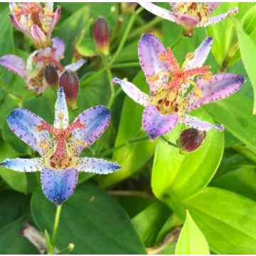 Tricyrtis formosana - Japanese Toad Lily