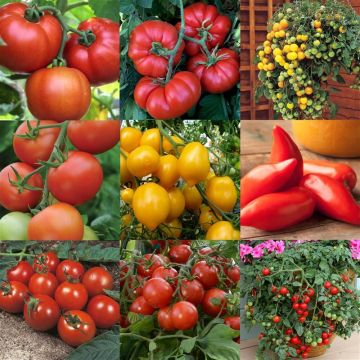 'Tom-Bola' - Nursery Choice of SIX Different Tomato Plants