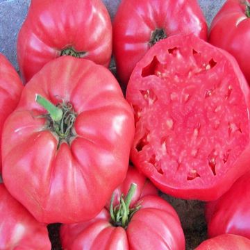 Tomato Plant Brandywine Pink