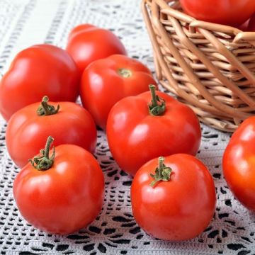 Tomato Plant Marglobe