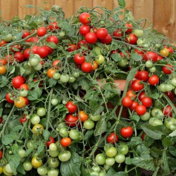 Tomato Red Profusion - Grow Your Own!