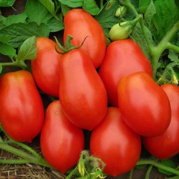 Tomato Plant Roma