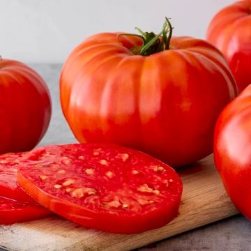 Tomato Plant 'Supersteak'
