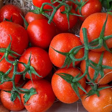 Tomato Plant Pomona