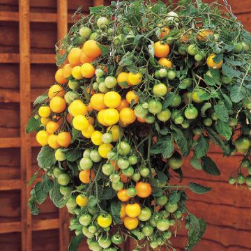 Tomato 'Tumbling Tom Yellow'