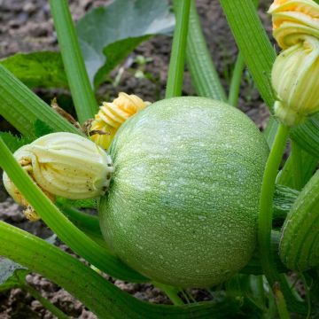 Courgette Plant 'Tondo Chiara Di Nizza'