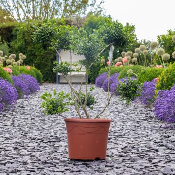 Ilex crenata - Topiary Pom Pom Cloud Tree - circa 80cm