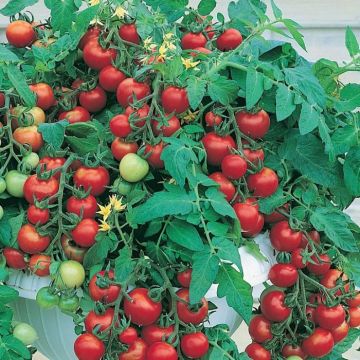 Tomato Plant (Bush) Totem