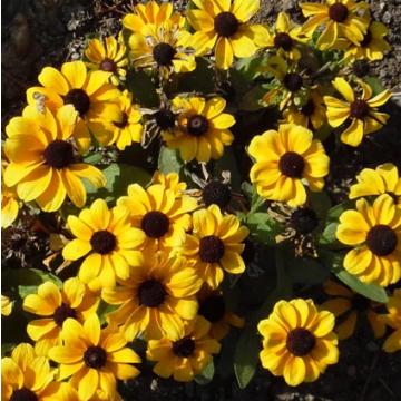 Rudbeckia Toto - Black Eyed Susan - Plants in Bud and Bloom