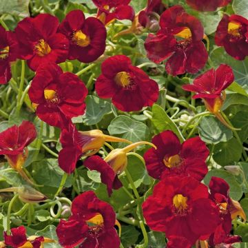 Nasturtium Crimson Emperor Nasturtium Crimson Emperor