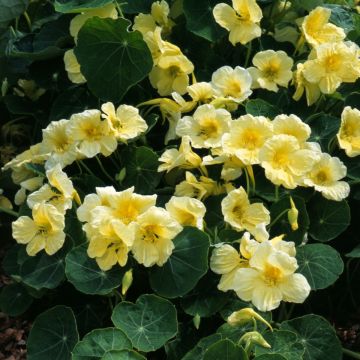 Nasturtium Milkmaid Nasturtium Milkmaid