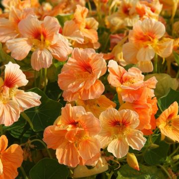Nasturtium Tip Top Apricot Nasturtium Tip Top Apricot