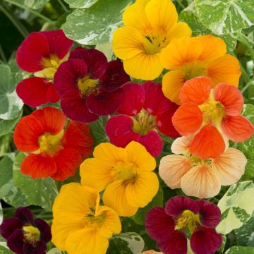 Nasturtium Tip Top Alaska Mixture