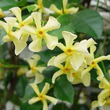 Fragrant Evergreen Trachelospermum 'Chilli and Vanilla' - Star Jasmin - Large 6-7ft Specimen Climber