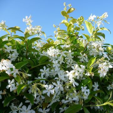 Fragrant Evergreen Star Jasmin -Trachelospermum jasminoides - 140-160cm Specimen Plant +