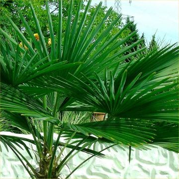 PAIR of Large Trachycarpus fortunei - Giant Windmill Fan Palm - LARGE PATIO PALM TREES