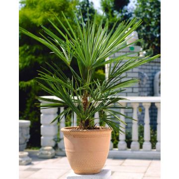 Trachycarpus fortunei - Hardy Chusan Windmill - YOUNG Fan Palm 