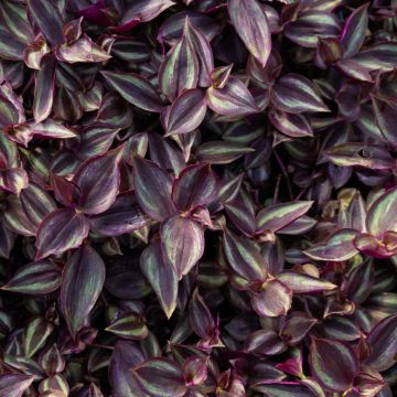 Tradescantia Zebrina - Silver Inch Plant