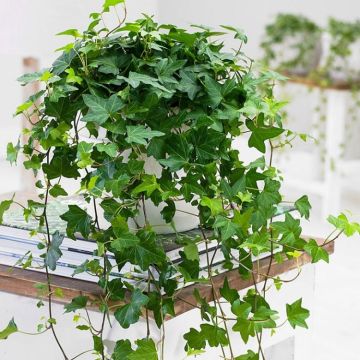 Trailing GREEN Ivy for Baskets & Planters - Pack of FIVE Hedera Plants