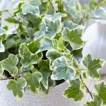 Hedera helix variegata - Variegated Trailing Ivy