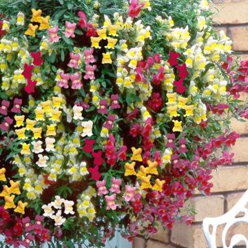 Snapdragon - Antirrhinum - Trailing Blend