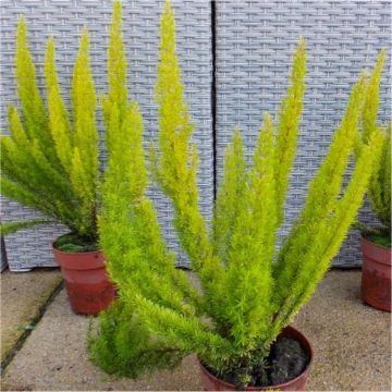 Heather Plant - Erica arborea 'Estrella Gold' - Gold Evergreen Foliage with White Flowers - Tree Heather