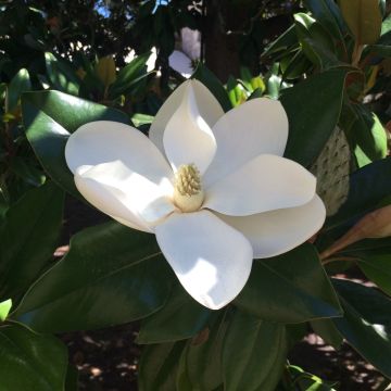 Magnolia grandiflora 'Alta'- Bull Bay Tree - Large Evergreen Magnolia Tree -150-180cms