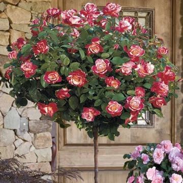 Large Bicolour Standard Rose Tree 'Hippy'  - circa 150cms tall