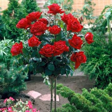 Red Standard Rose Tree