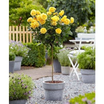 Large Golden Yellow Standard Rose Tree 'Landora' - circa 150cms tall