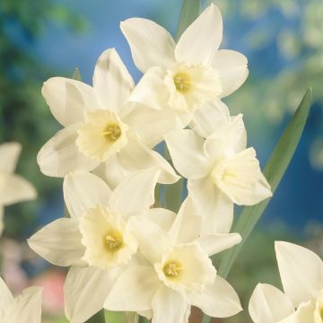 Daffodil - Narcissus Tresamble - Pack of 10 Bulbs