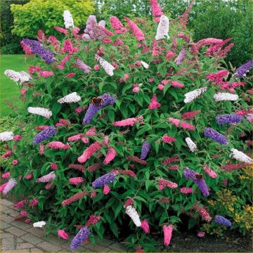 Buddleia Tricolour - Amazing Multicoloured Patio Carnival Butterfly Bush