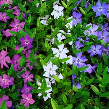 BLACK FRIDAY DEAL - Vinca minor Multi-Colour - Tricolour flowers Evergreen Lesser Periwinkle Plant
