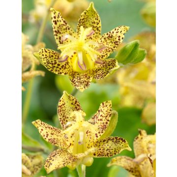 Golden Festival Toad Lily - Rare Tricyrtis hybride Golden Festival - Pack of TWO Plants