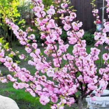 Prunus triloba - 120-150cm (5ft) Flowering Cherry-Almond TREE