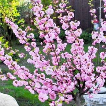 Prunus triloba - 5-6 ft Double Flowering Cherry-Almond TREE