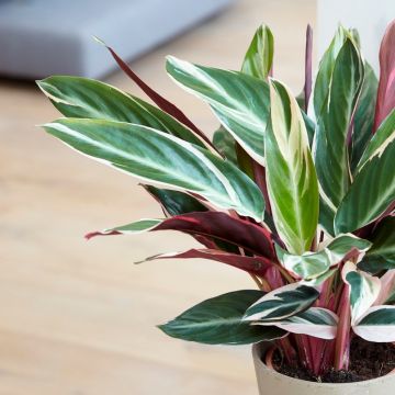 Stromanthe Sanguinea Triostar - Calathea - Prayer Plant