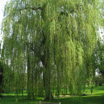 Salix alba 'Tristis' - White Willow Tree