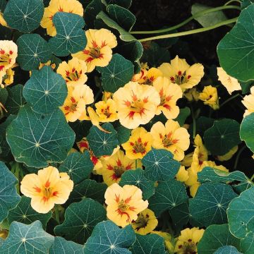 Nasturtium Peach Melba
