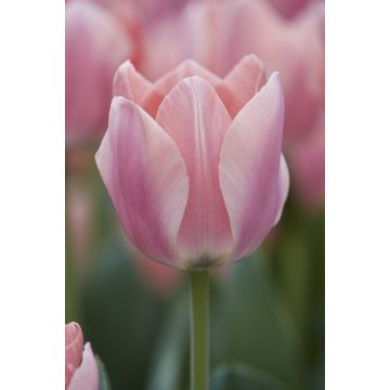 Tulip 'Apricona'' - Pack of 12 Bulbs