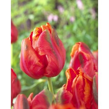 Tulip 'Avignon Parrot' - Pack of 12 Bulbs