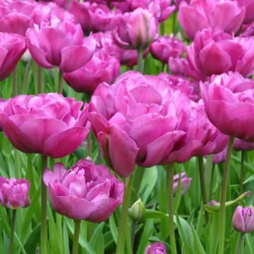 Tulip Backpacker - Pack of 10