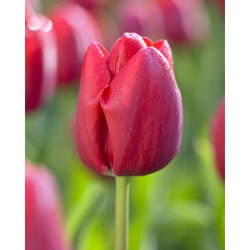Tulip 'Bastogne'' - Pack of 12 Bulbs