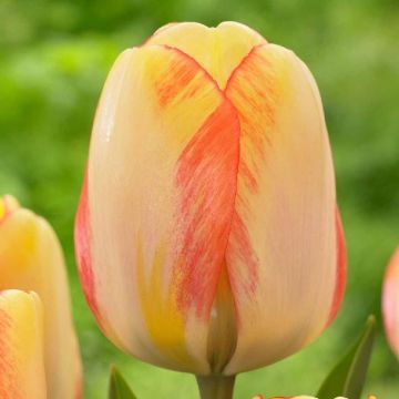 Tulip 'Beauty of Spring' - Pack of 8 Bulbs