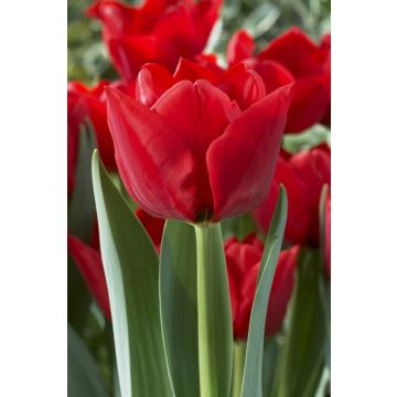 Tulip 'Ben Van Zanten'' - Pack of 12 Bulbs