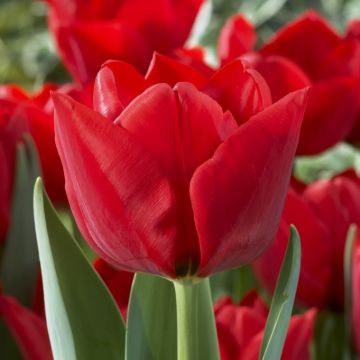 Tulip 'Ben Van Zanten' - Pack of 12 Bulbs