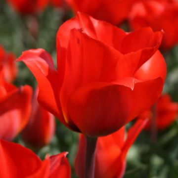 Tulip Bernadette - Pack of 5